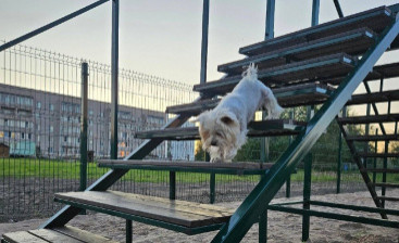 В сквере «Центр притяжения» горожа Чудова появилась площадка для выгула собак